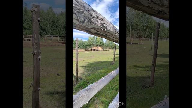 Буквы Лор в Зоопитомнике смотреть онлайн