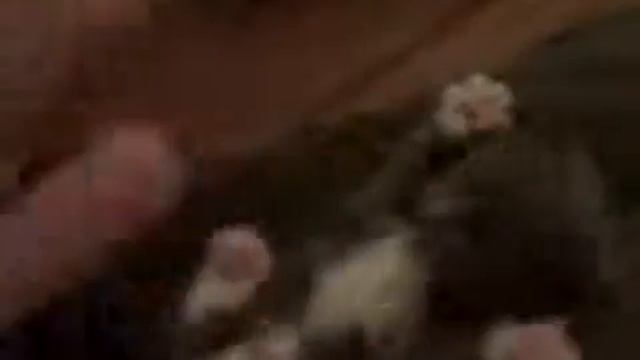 смешной котенок с лапками смотреть онлайн