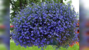 Ампельные цветы