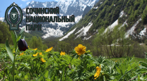 Охраняемые лекарственные растения Сочинского национального парка.