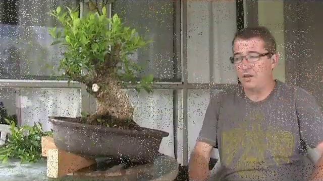 Ficus Microcarpa Part 2 смотреть онлайн