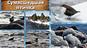 Сумасшедшая птичка с суицидальными наклонностями.