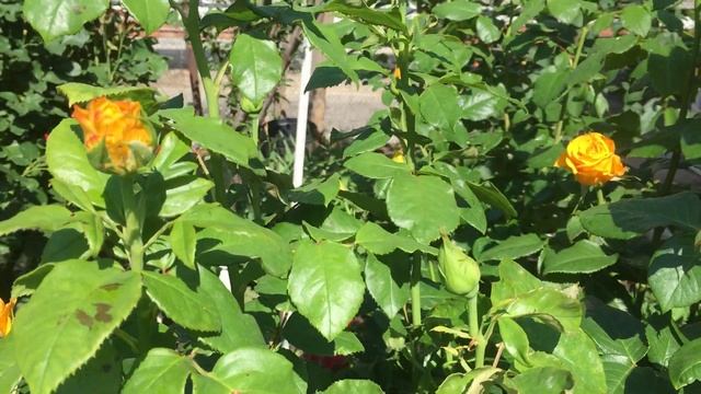 Зацвела одна из желтых розочек сорт "Керио"! смотреть онлайн