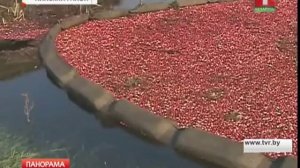 В Беларуси октябрь - пик уборки клюквы
