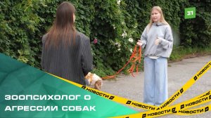 Зоопсихолог рассказала, как усмирить агрессивных псов