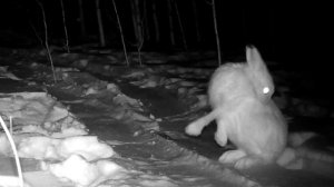 Ночная жизнь таежных зайцев. Фотоловушка