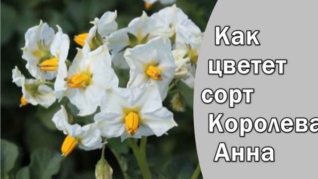 Картофель Семенной Сорт Королева Анна
