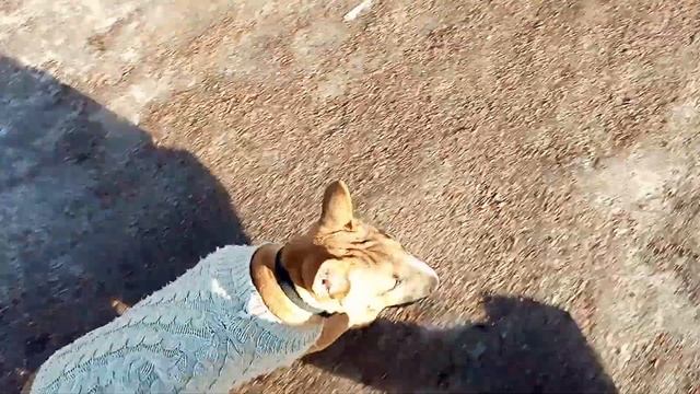 Обучение щенка мини бультерьера на прогулке. Минибуль Дан.