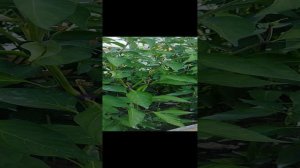 Острый перец, что посадил?