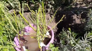 ОСЕННЯЯ ПОСАДКА САЖЕНЦЕВ РОЗ. НА СКОЛЬКО ЗАГЛУБИТЬ КОРНЕВУЮ ШЕЙКУ ПРИ ПОСАДКИ. ВСЕ НЮАНСЫ.