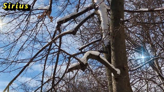 21 января Емелин день: что категорически нельзя делать