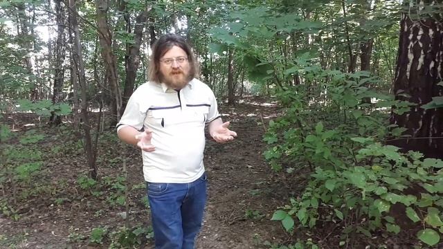 Чистим лес в Северном Кучино у Пехорки. 16-й день. смотреть онлайн