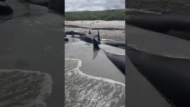 Одна из самых массовых трагедий морских млекопитающих за последнее время.