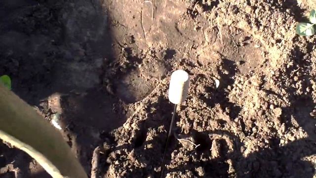 Пересадка роз осенью смотреть онлайн