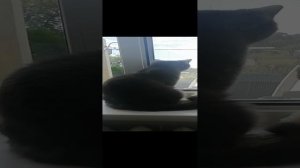 Кошка наблюдает в окно