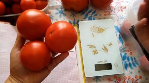 Обзор урожая томатов Златава, Хлебосольный, Джина, Сахарная голова, трюфель. Сравниваем с описанием