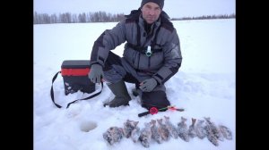 пробурил 30 метров льда,чтобы найти этих окуней.самая трудовая рыбалка в этом сезоне.