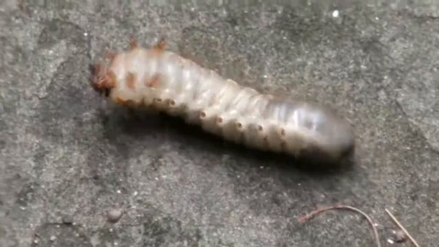 whitegrubs2020 смотреть онлайн