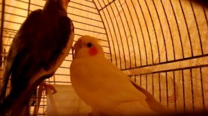 Брачное пение самца кореллы