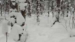 Охота на зайца с русской гончей