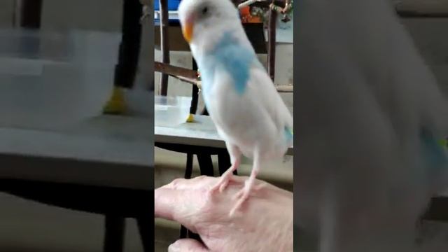 Супер ручной волнистик танцует. Это наш выпускник!