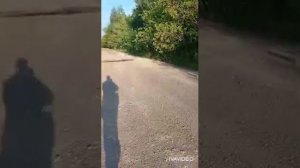 Нагонка молодых выжловок +26