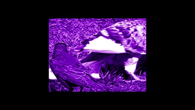 Music Video For 'Pharaoh' (Canon Powershot SX50 HS Slow Motion Video) смотреть онлайн