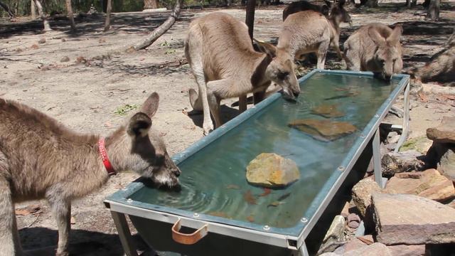 Кенгуру пьют воду смотреть онлайн