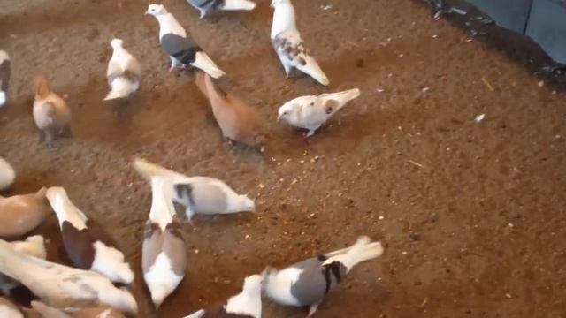 Армянские бойные голуби Артура. Часть 4