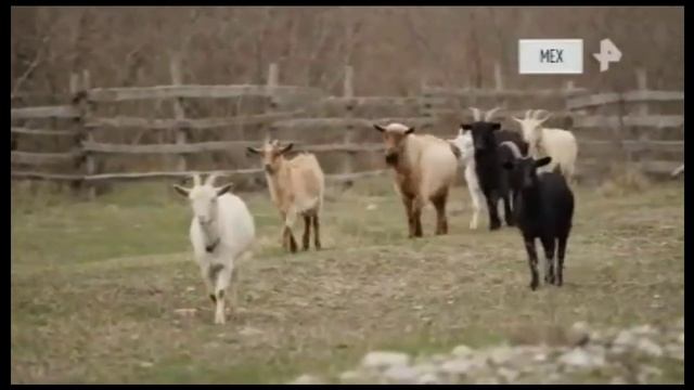 КОЗЛЫ И БАРАНЫ! ЧТО ЭТО, ЕСЛИ НЕ ИДИЛЛИЯ? смотреть онлайн