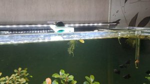 Аквариум 200 литров. Вечерний мини обзор.