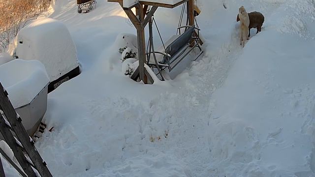 Баран и алабай в отсутствие хозяина. Часть 2. смотреть онлайн