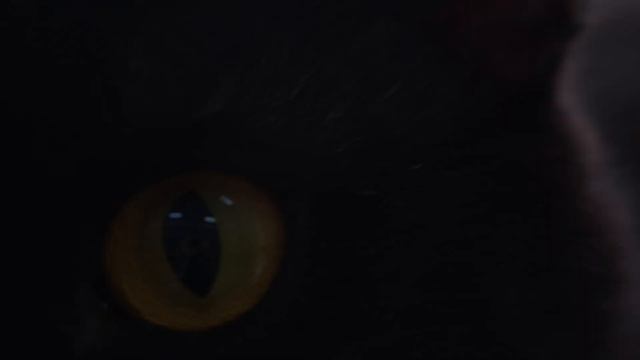 Приют для бездомных животных "Котопёс" г. Лабытнанги. Отделение котомании