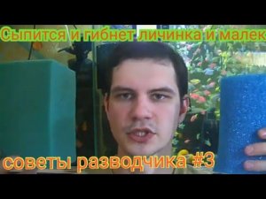 Почему погибает малёк и личинка у Дискусов? Советы разводчика №3