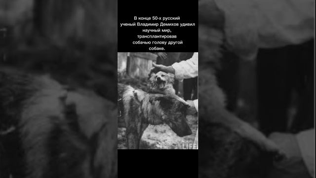 КОЛЛИ... #20193 #реки #рекомендации #хочувреки #рекомендацииютуб #проек