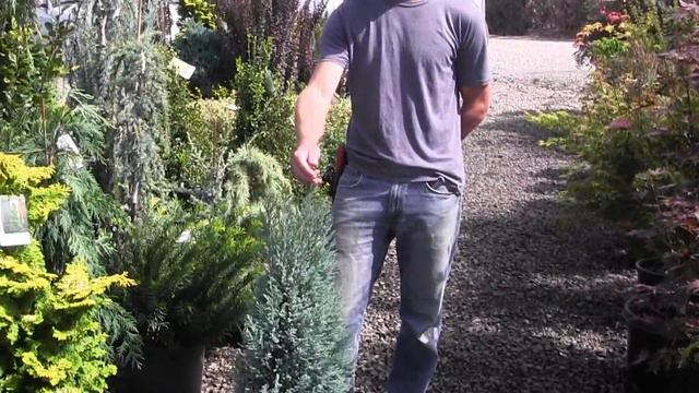 Bizon Nursery - Chamaecyparis Blue Surprise смотреть онлайн