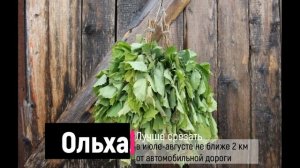 Когда резать веники для бани и сауны? Когда вязать банные веники из дуба, березы, ольхи и крапивы?