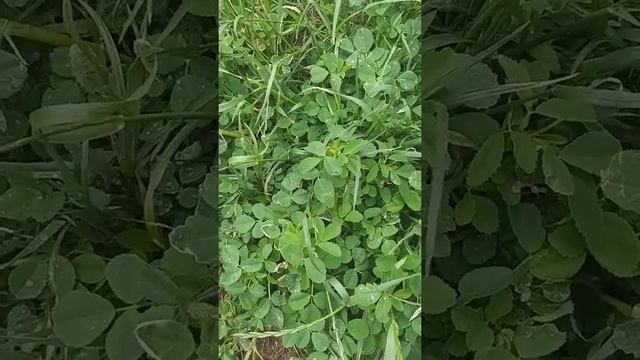 Растения и цветы, их магическая аура, сонастройка и медитация берём силу растений с Богиней Фреей?? смотреть онлайн