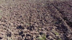 ЮМЗ-6. Борона дисковая прицепная своими руками