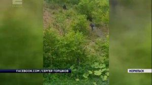 В Норильске медведи выходят к людям