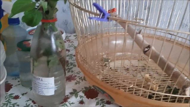 Пятница проказница//Летний водопровод//Посылка//Попугай Петруша