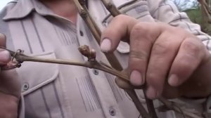 Технология выращивания винограда - Николай Сергеев