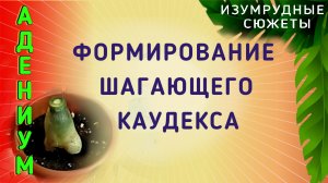 Адениум. Формирование каудекса и корней шагающего адениума