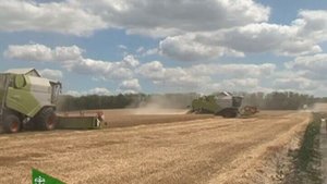 В Красногвардейском районе началась уборка ранних зерновых культур.