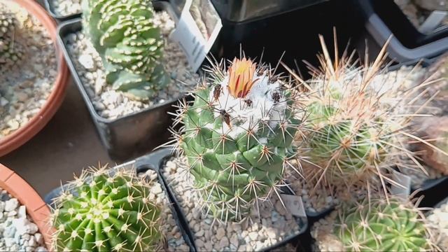 Обзор кактусов в теплице.Гранатовое дерево в плодах.Цветение колючек. смотреть онлайн