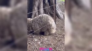 Смешные видео