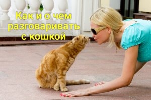 Как и о чем разговаривать с кошкой.
