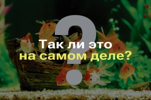 У ТЕБЯ ПАМЯТЬ КАК У РЫБКИ I ВСЯ ПРАВДА ПРО ПАМЯТЬ РЫБ I РЕАЛЬНО ЛИ ОНИ ПОМНЯТ ВСЕ ТОЛЬКО 3 СЕКУНДЫ?