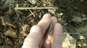 КОП в лесах   Германии  - Римские монеты Фолисы и открытие сезона полей!!!