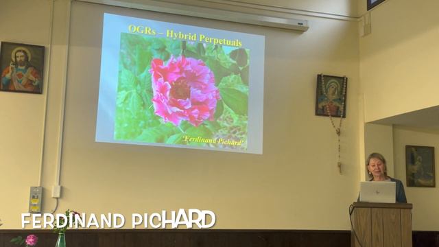 Roses in Their Classes смотреть онлайн